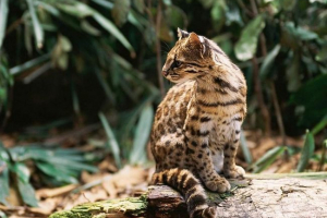 Oncilla - lifestyle little jaguar
